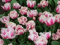 Keukenhof